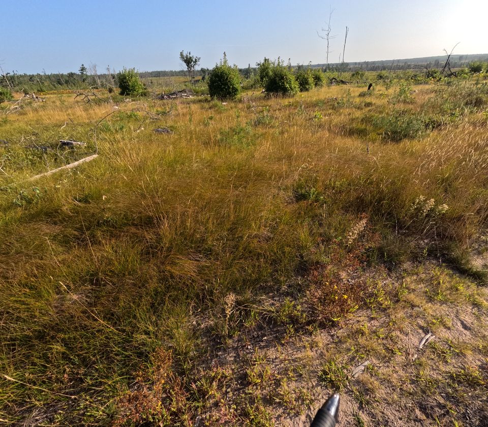 Close view of the ground: thick tussocks of golden-green grass with bleached and charred fallen branches lying among them, and patches of bare sand.
