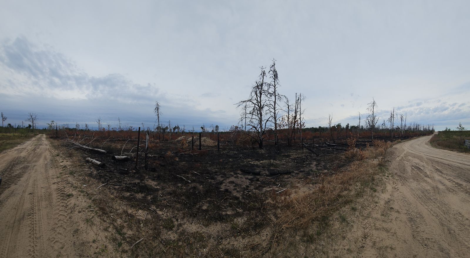 Wide view of freshly burned ground: black charred soil and scorched standing trees, bounded on both sides by sand roads.
