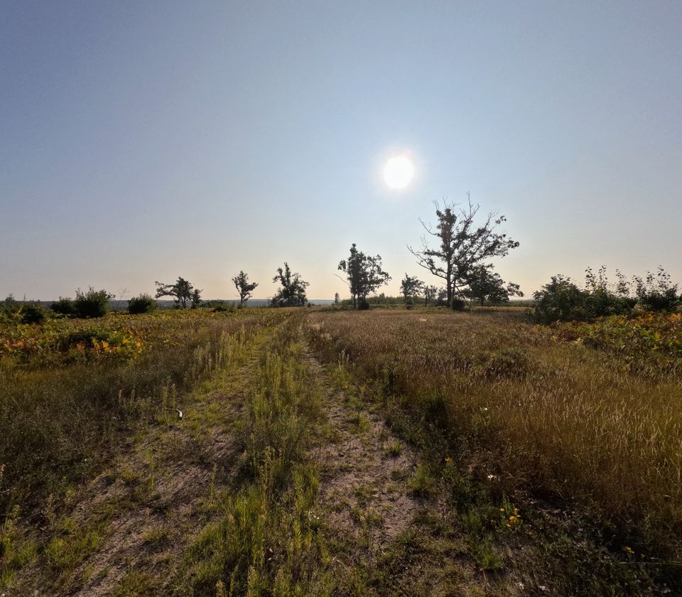Open grassland under a hazy sun, with scattered trees on the skyline. One tree at centre right has bare, dead upper branches but green foliage on its lower half.