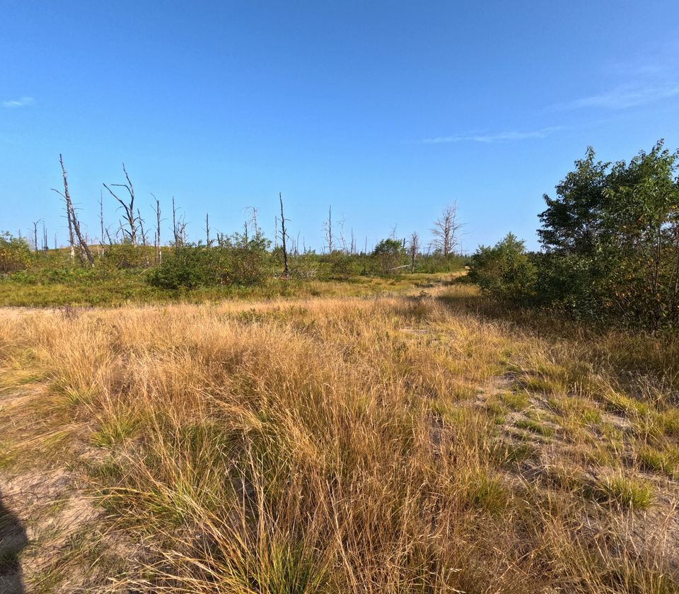 Golden grass in the foreground, a row of bare silver-grey dead trees along the ridge behind, green shrubs filling the space beneath them, and one full green tree at the right.