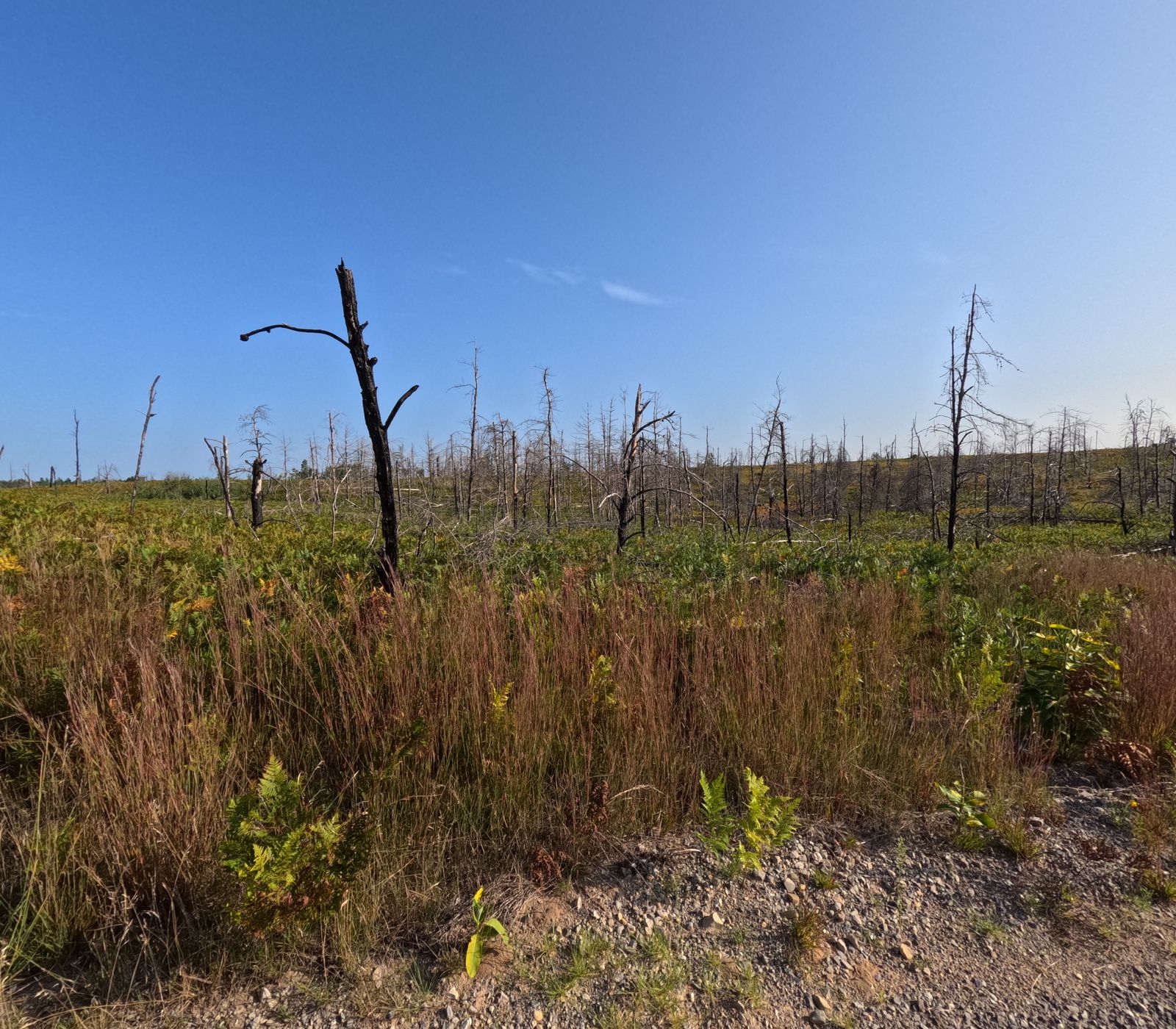 Blackened, broken-topped dead trees standing above a dense green carpet of ferns and grasses under a blue sky.