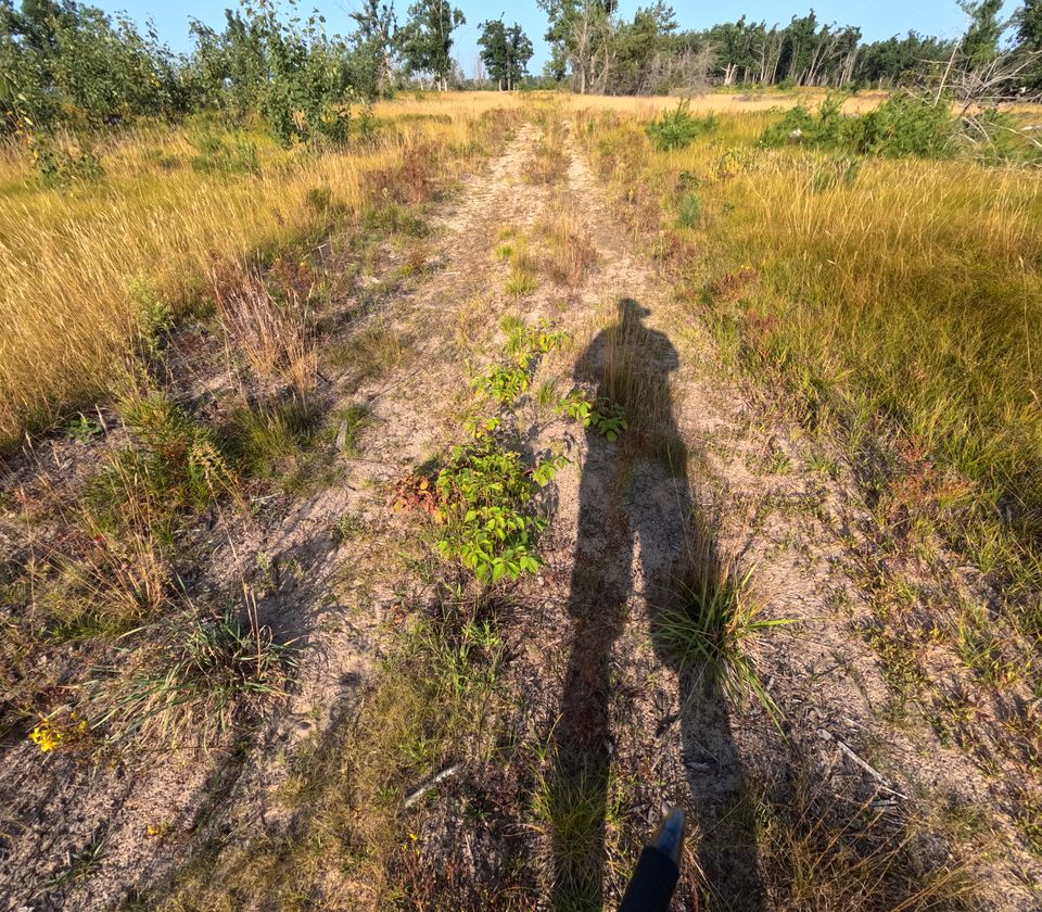A sandy two-track trail running through golden grass. Small green leafy plants are growing in the wheel ruts. In the distance, a band of grey standing dead trunks stands among green regrowth.