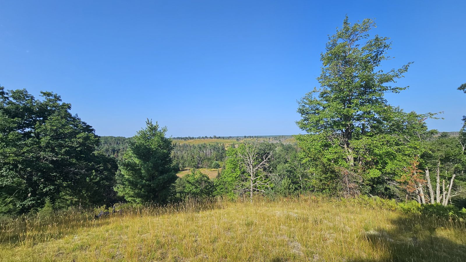 Looking out from a grassy rise framed by full green trees. In the middle distance, a pale band of standing dead trees and open ground marks the burned area; unburned forest stretches to the horizon.